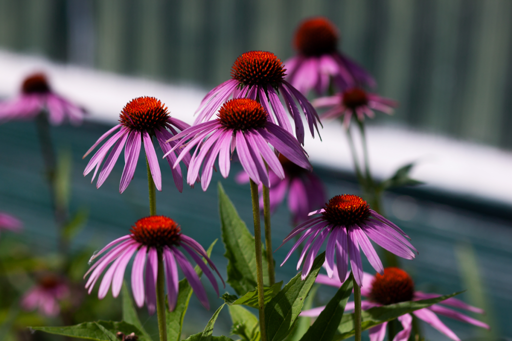Echinacea